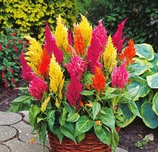 Blumensamen, Federbusch Plumed