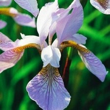 Iris Rhizom Staude Iris