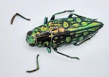 Buprestidae, Chrysodema sp