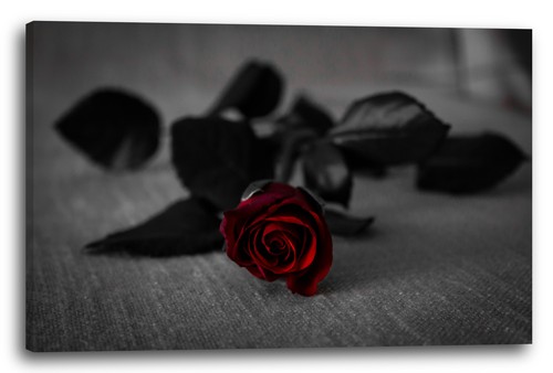 Wandbild blumenbilder - wandbild,