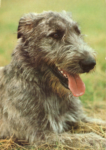 Irischer wolfshund planet - ak,