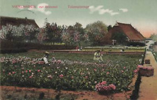 003200) AK Vierlanden zur Blütezeit Tulpenplantage gelaufen