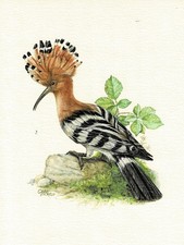 Wiedehopf Rackenvögel - Kunstdruck-Bild - 25,5 x 17,5 cm (e)