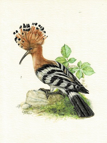 Wiedehopf rackenvögel - rackenvögel,