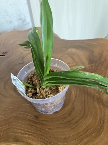 Vanda denisoniana yellow - denisoniana,