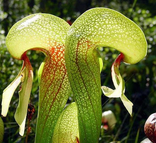 Lily cobra darlingtonia - lily,