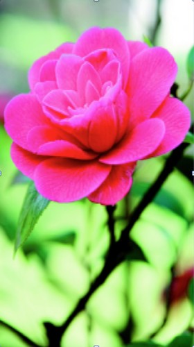 Outdoor poster rose textiler - poster,