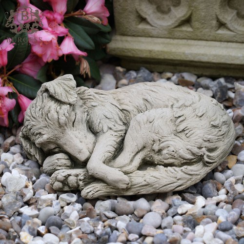 Collie hund welpe stein - hund,