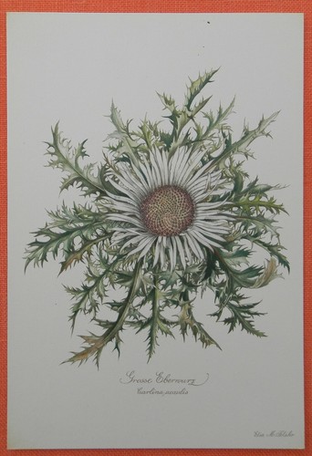 Eberwurz silberdistel carlina - ,