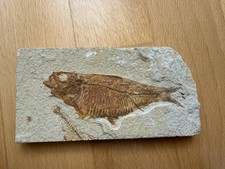 Diplomystus dentatus aus