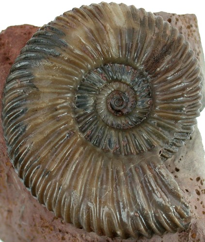 Dogger parkinsonia parkinsoni - dogger,