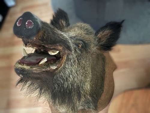 Wildschweinkopf - , –