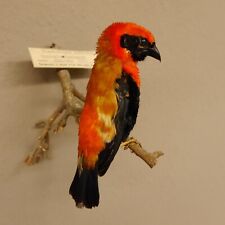 Feuerweber  (Euplectes