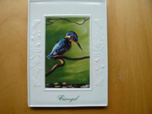 Bild eisvogel höchster - bild,