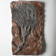 Crinoide Fossil Scyphocrinites