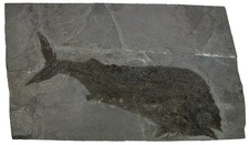 Lias  Pachycormus sp