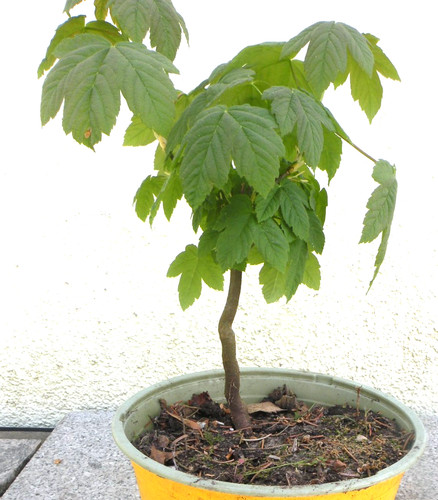 Bonsai outdoor ahorn feldahorn - bonsai,