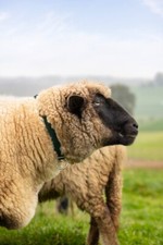 Halsriemen in 4 Farben f