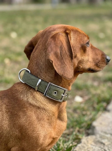 Premium hundehalsband aus - premium,