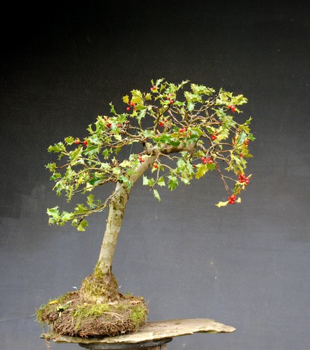 Bonsai outdoor winterhart