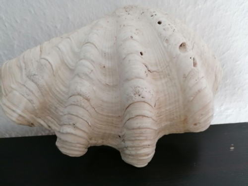 Muschel tridacna - muschel,