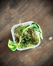 Teruno Lovesong Epipremnum