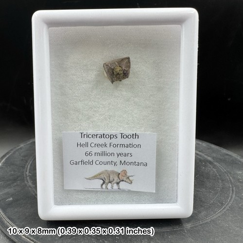 Triceratops dinosaurier - triceratops,