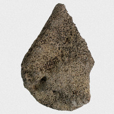 Fossil Mammut Brustwirbel M