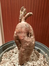 Pachypodium bispinosum L -