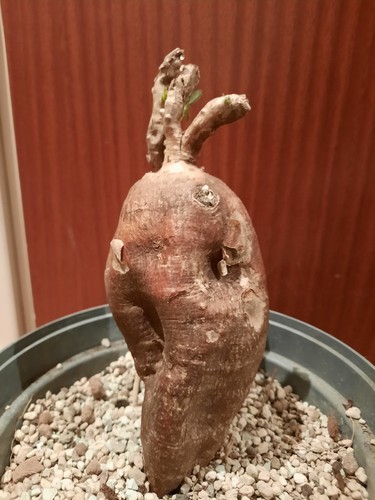 Pachypodium bispinosum - l,