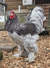 BRAHMA BLAU REINRASSIG