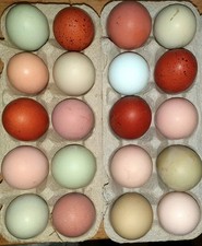 Bunte Hühner-Bruteier, je 1