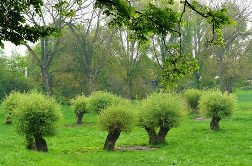 Stück weidenstecklinge 40 - weidenstecklinge,