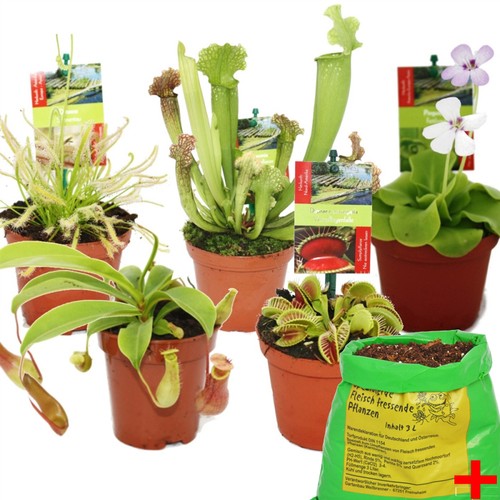Exotenherz starter set - -,