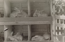 Kaninchen Hasen im Stall mit Gardine Hasenstall Kaninchenstall Foto