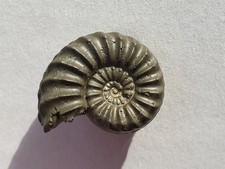 Pleuroceras spinatum - Unterstürmig- Lias delta - Ammonit - alte Sammlung