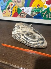 Großer Mammut Backenzahn