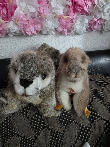 Zwei steiff robben mit pappe - robben,