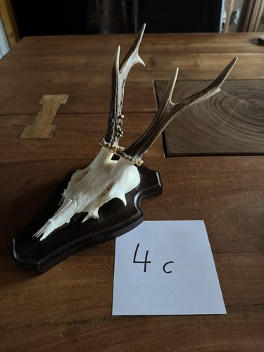 Kapitales reh bock - kapitales,
