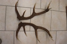 Abwurfstangen Geweihstangen Hirschhorn Hirschgeweih Geweih Horndekoration Passer