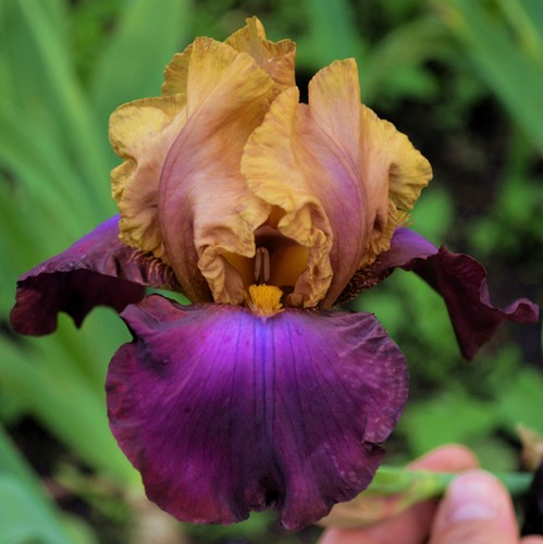 Schwertlilie bartiris iris - bartiris,