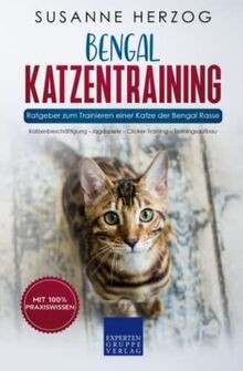 Bengal katzentraining - bengal,