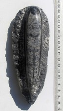 Fossiler Orthoceras in Matrix