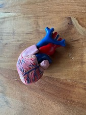 Anatomie Modell Herz Mensch