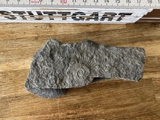 Ammonit Fossilplatte -