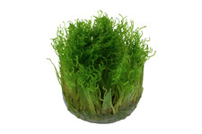 Taxiphyllum 'Spiky' - Invitro Javamoos Aquarienpflanze Moos Tropica 003G TC