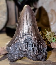 Megalodon ,Zahn ,Bronze,Hai 