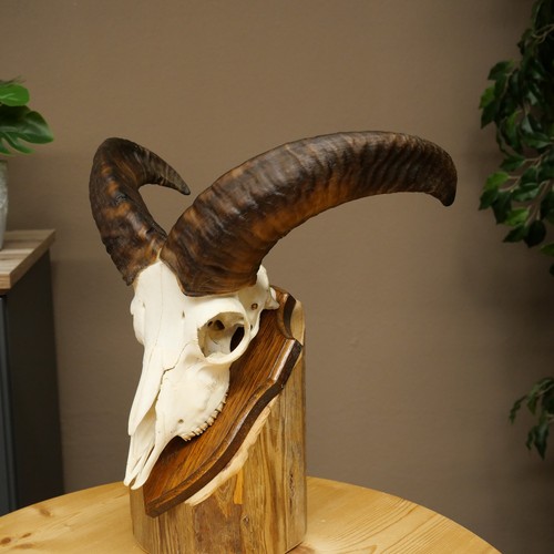 Mufflon - , musimon)