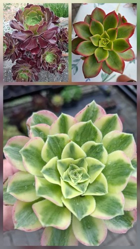Aeonium set haworthi - set!!!,