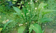 Gewöhnlicher Froschlöffel, Alisma plantago-aquatica,  10 Pflanzen